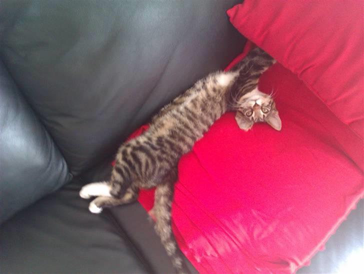 Huskat Cleo billede 3