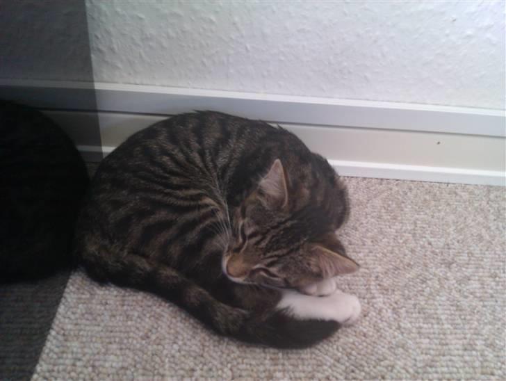 Huskat Cleo billede 4