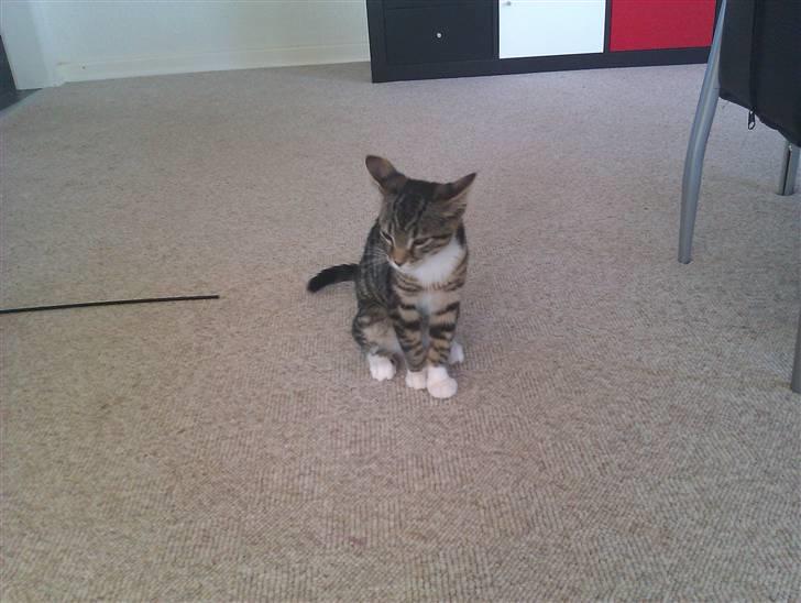 Huskat Cleo billede 5