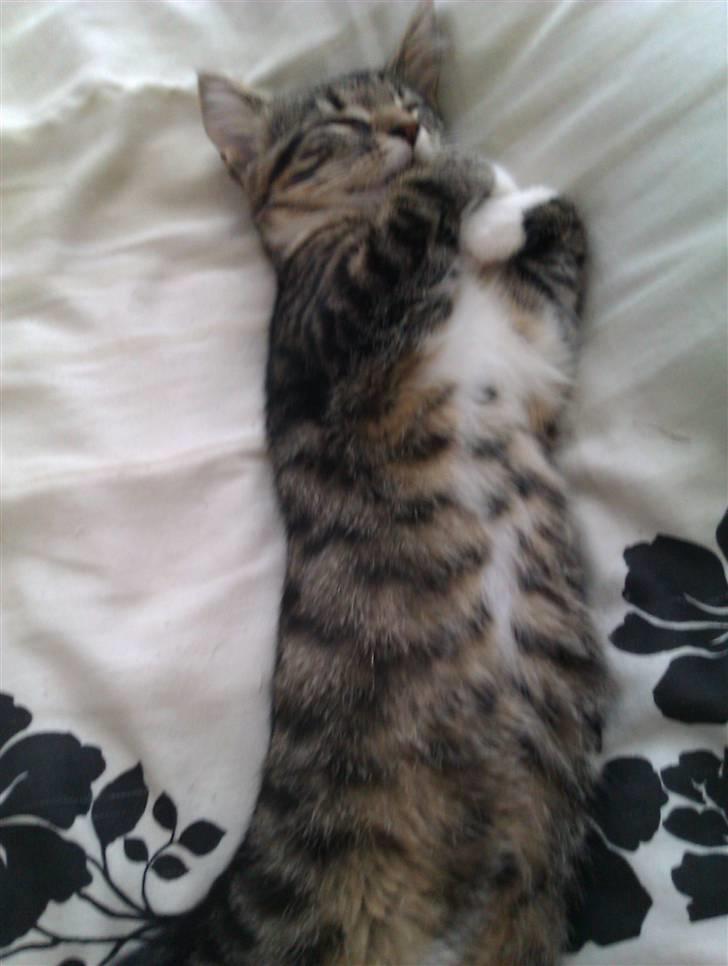 Huskat Cleo billede 6