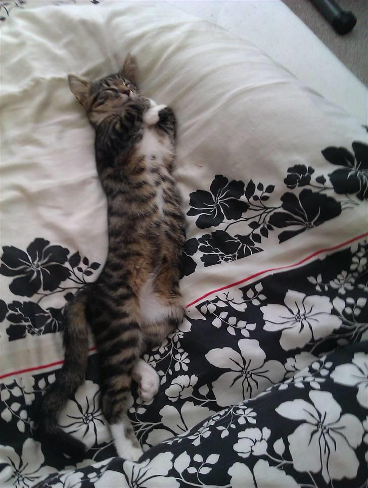 Huskat Cleo billede 7