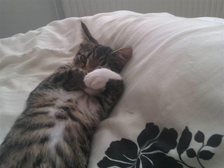 Huskat Cleo billede 9