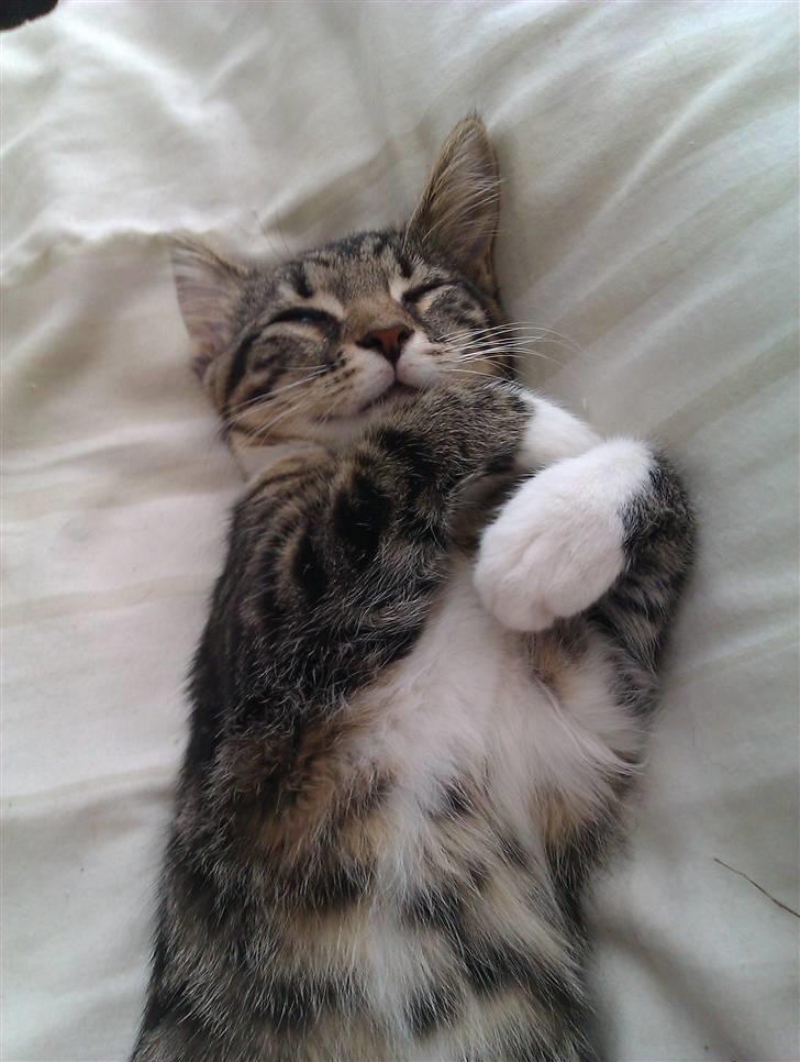 Huskat Cleo billede 10