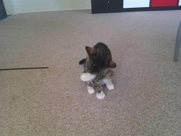 Huskat Cleo billede 11