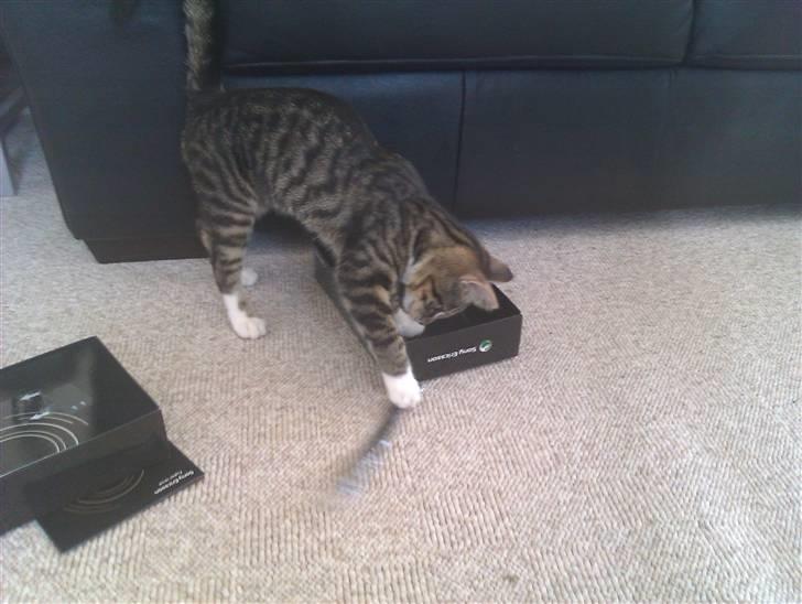 Huskat Cleo billede 12