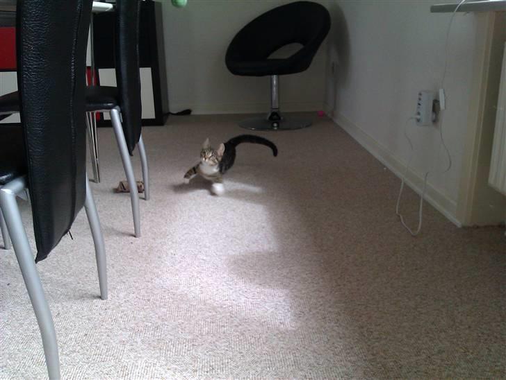 Huskat Cleo billede 13