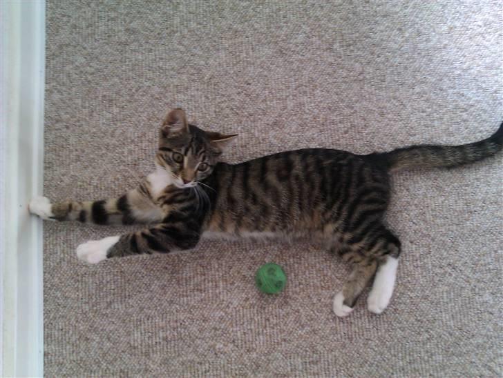 Huskat Cleo billede 14