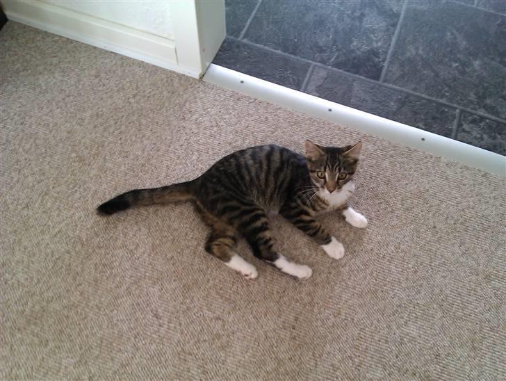 Huskat Cleo billede 15