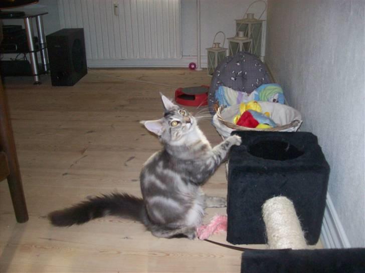 Maine Coon Maximus R.I.P. billede 14