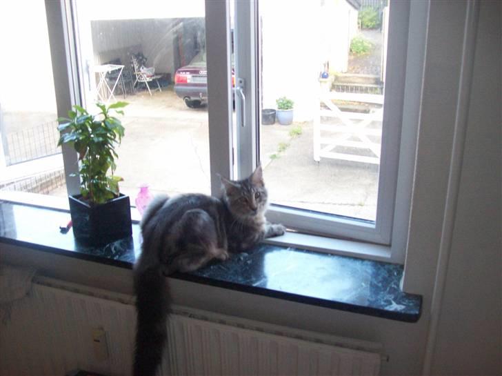 Maine Coon Maximus R.I.P. billede 15