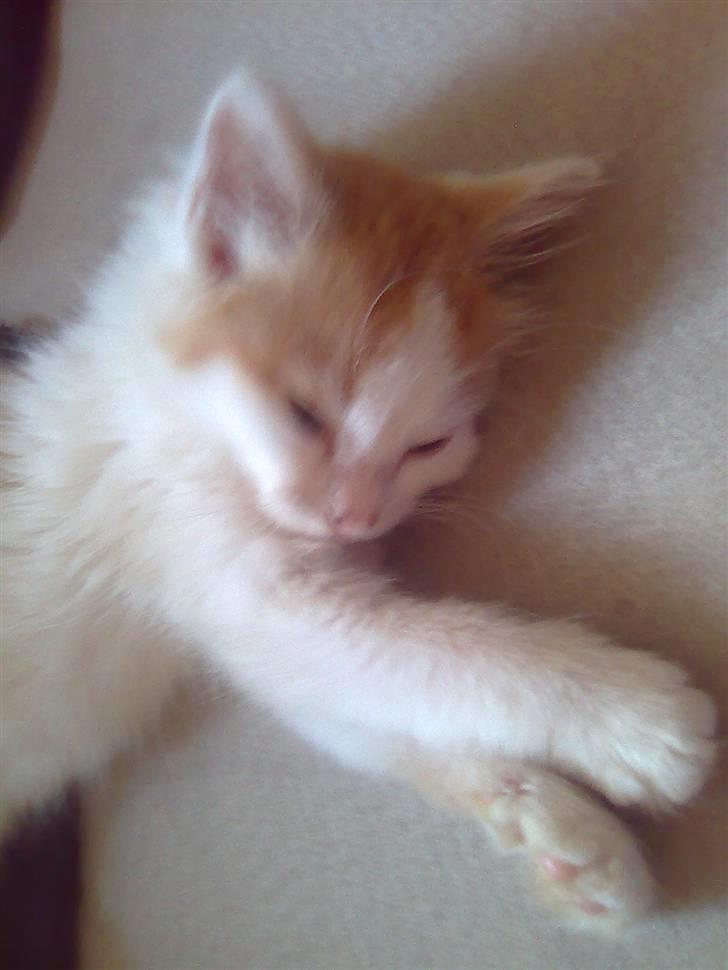 Huskat Madeleine billede 7