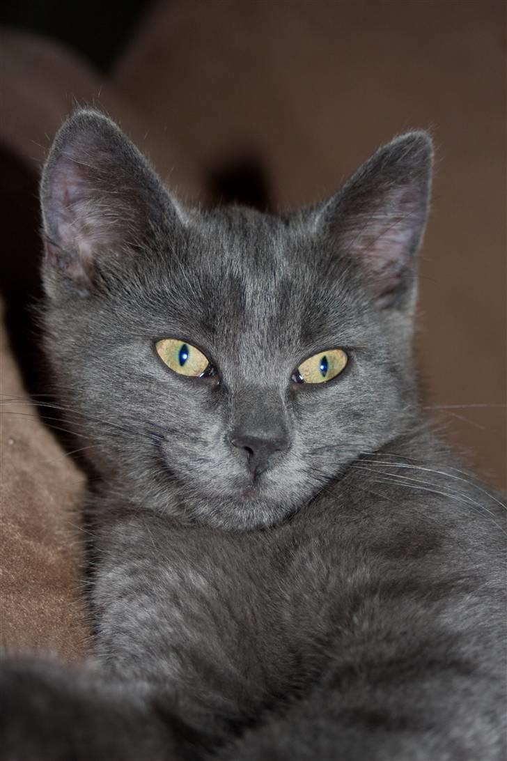 Huskat Gandalf billede 4