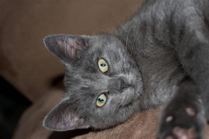 Huskat Gandalf billede 12