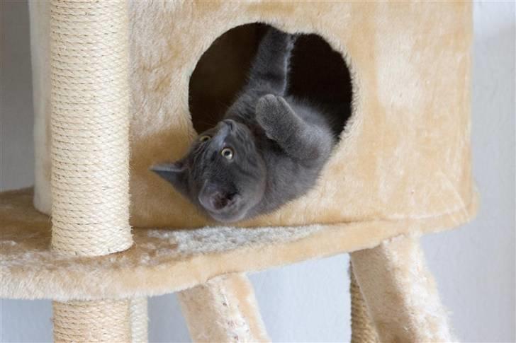 Huskat Gandalf billede 2