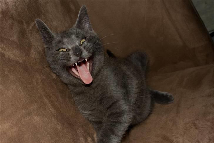 Huskat Gandalf billede 3