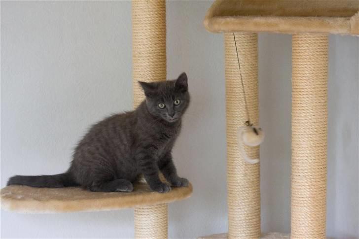 Huskat Gandalf billede 5