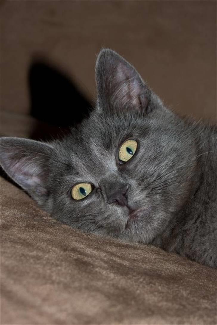 Huskat Gandalf billede 6