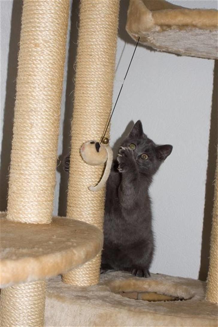 Huskat Gandalf billede 7