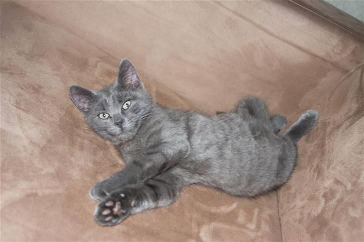 Huskat Gandalf billede 8