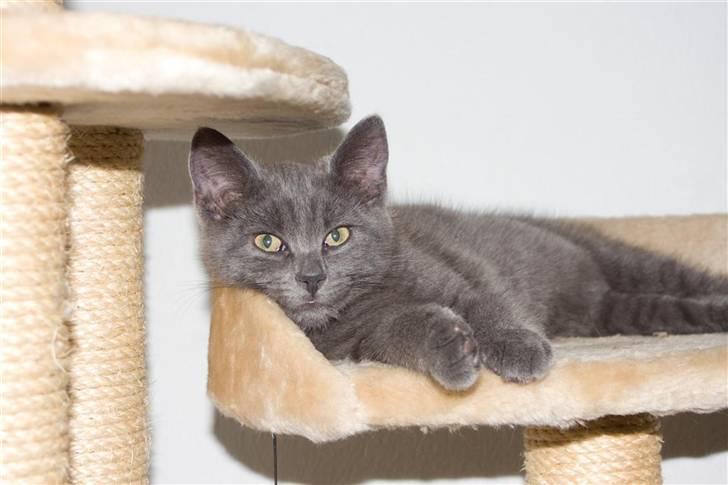 Huskat Gandalf billede 9