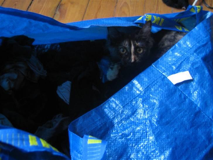 Blanding af racer Bellatrix billede 19