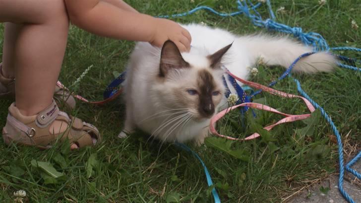 Hellig Birma DK Beau Chaton Diablo - Celina nusser med Diablo billede 8