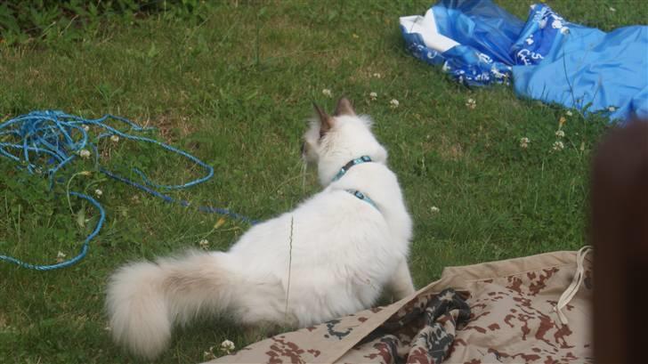 Hellig Birma DK Beau Chaton Diablo - Opdagelse i haven billede 9