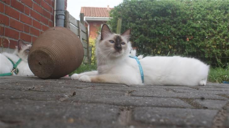 Hellig Birma DK Beau Chaton Diablo billede 10