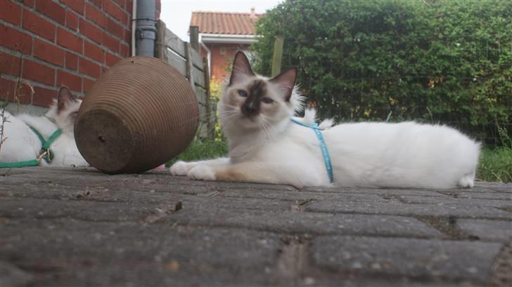 Hellig Birma DK Beau Chaton Diablo billede 11