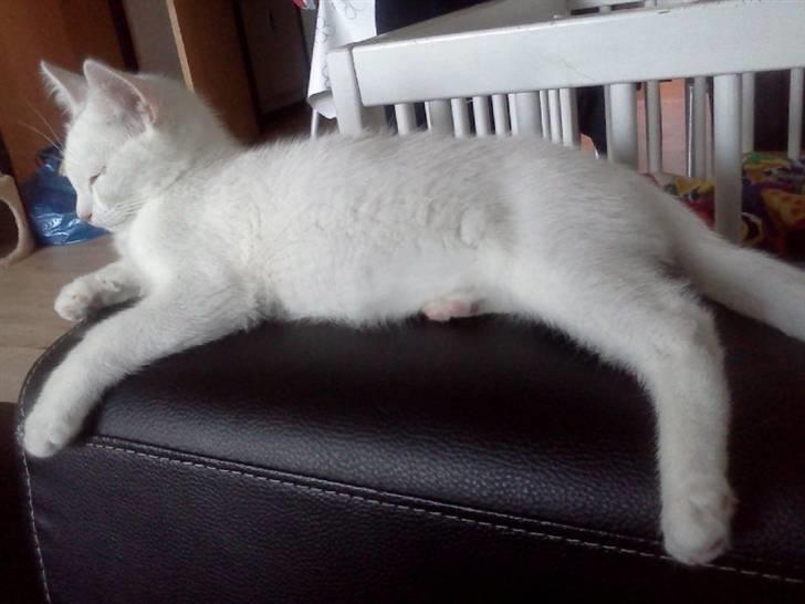 Blanding af racer Skipper. - Skipper. billede 7