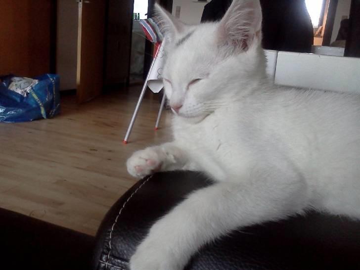 Blanding af racer Skipper. - Skipper. billede 8