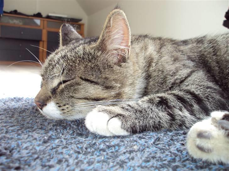 Blanding af racer Balou  billede 12