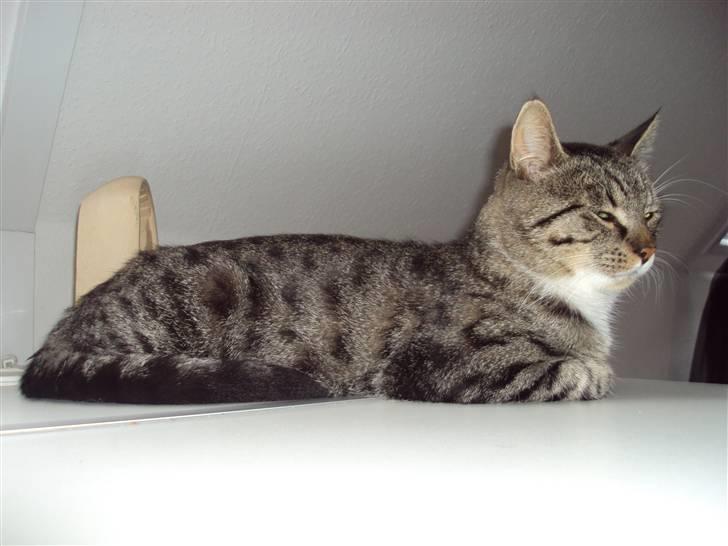 Blanding af racer Balou  billede 13