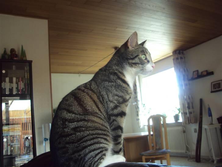 Huskat Neo billede 19