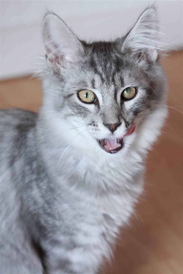 Maine Coon Frede billede 11