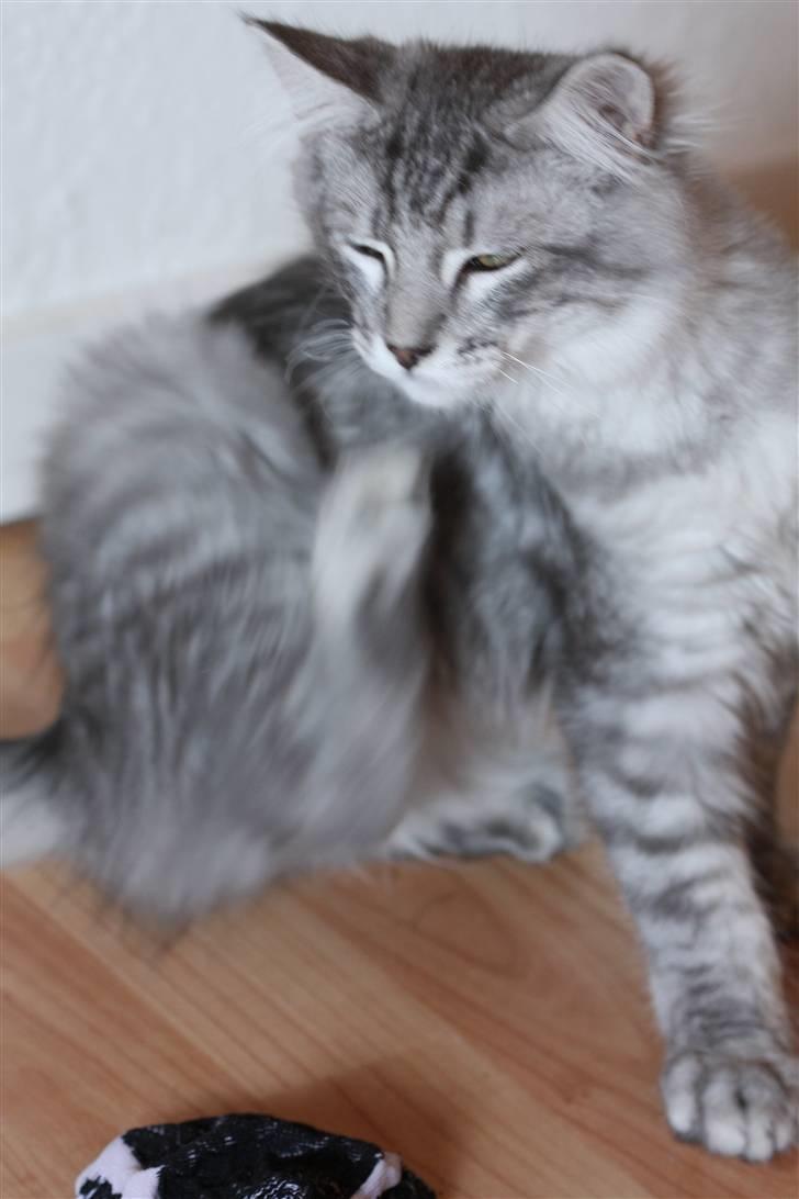 Maine Coon Frede billede 12