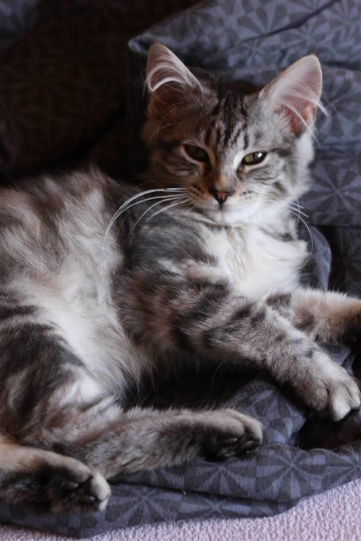 Blanding af racer Lullu billede 1