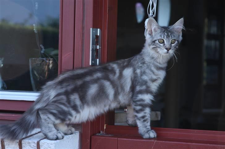 Blanding af racer Lullu billede 2