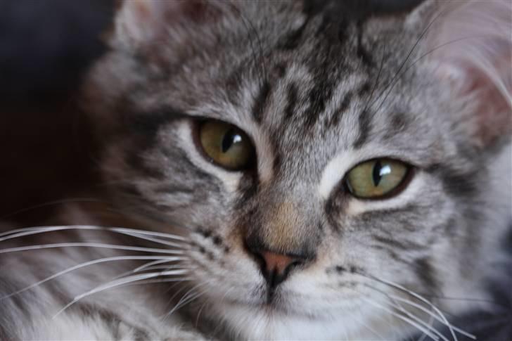 Blanding af racer Lullu billede 3