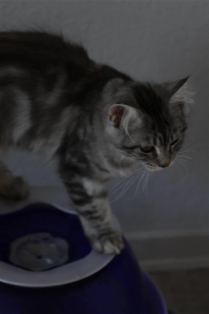 Blanding af racer Lullu billede 4