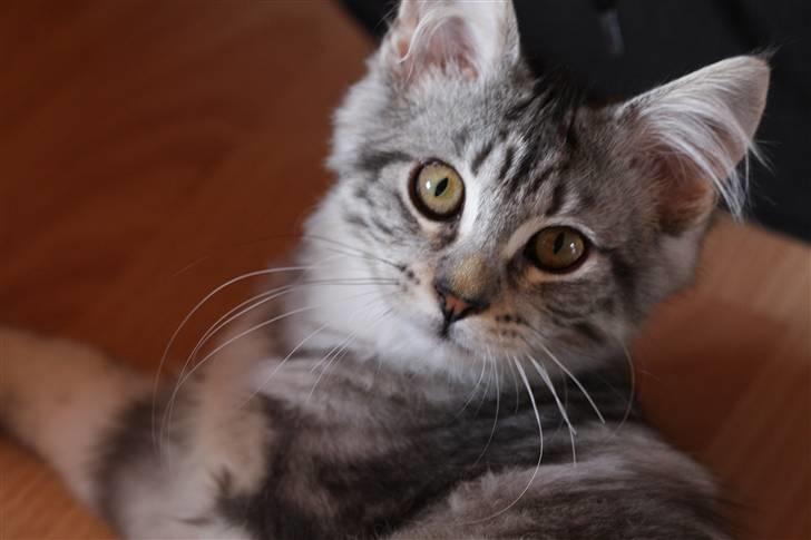 Blanding af racer Lullu billede 5