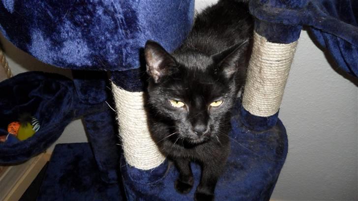 Huskat Norah  billede 1