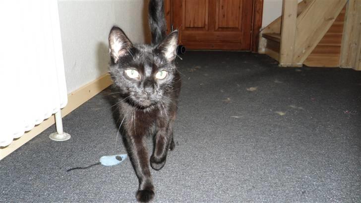 Huskat Norah  billede 2