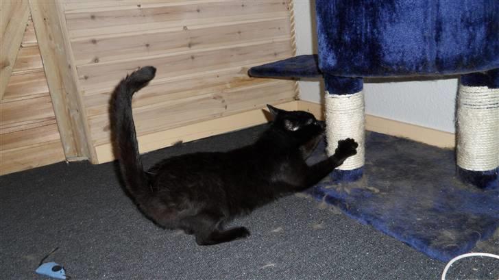 Huskat Norah  billede 3