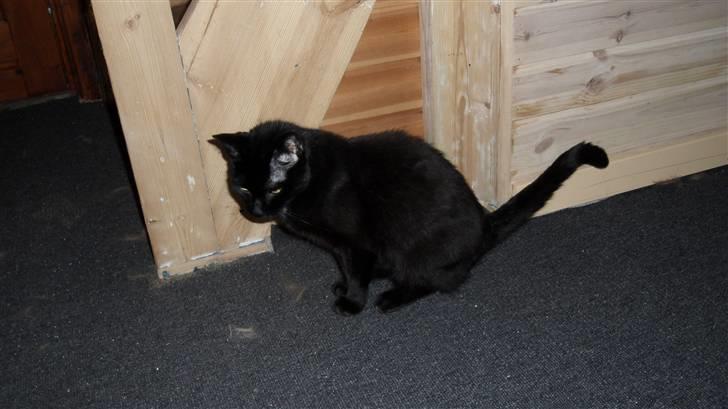 Huskat Norah  billede 4