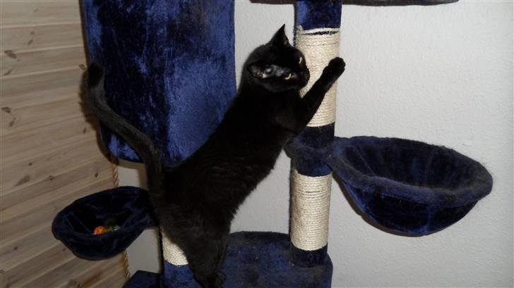 Huskat Norah  billede 5