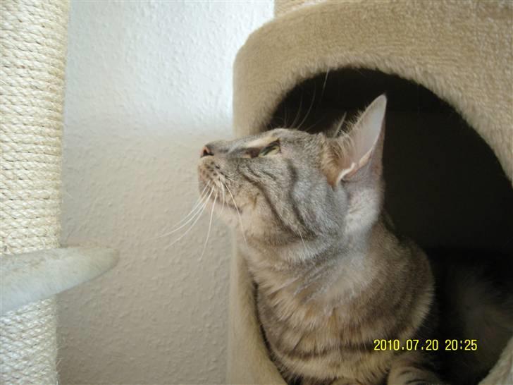 Europé Carezzando's Silver Pio billede 37