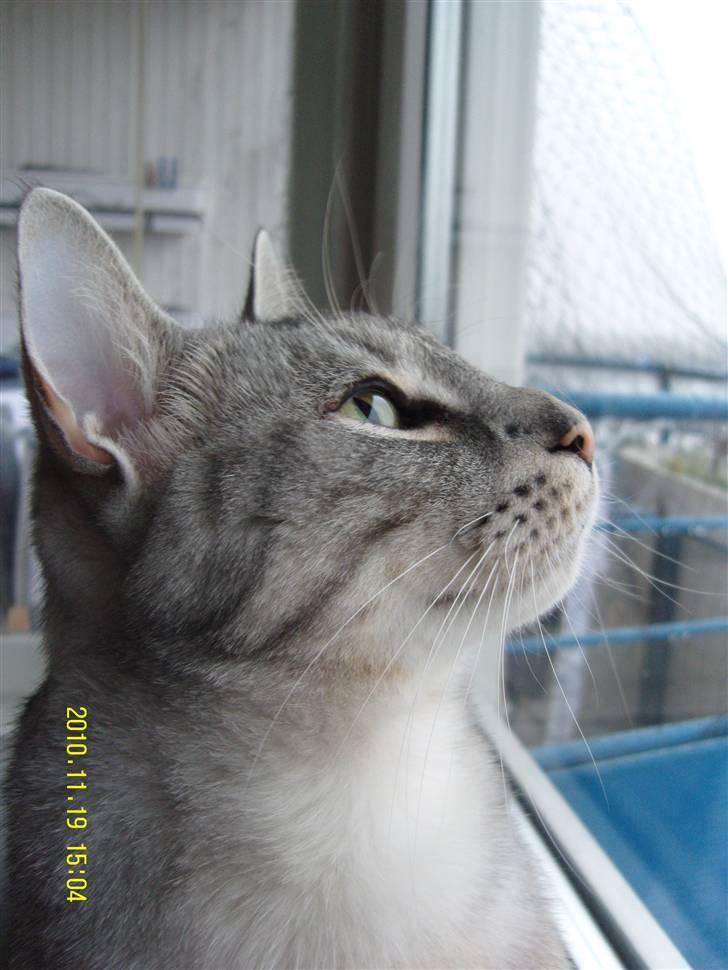 Europé Carezzando's Silver Pio billede 39