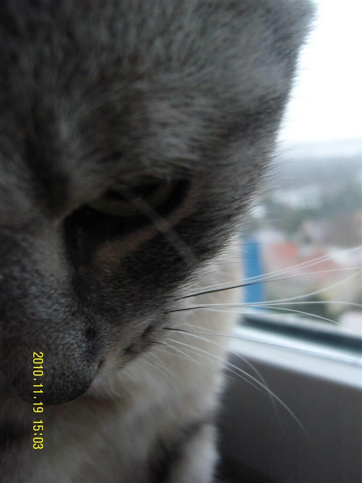 Europé Carezzando's Silver Pio billede 40