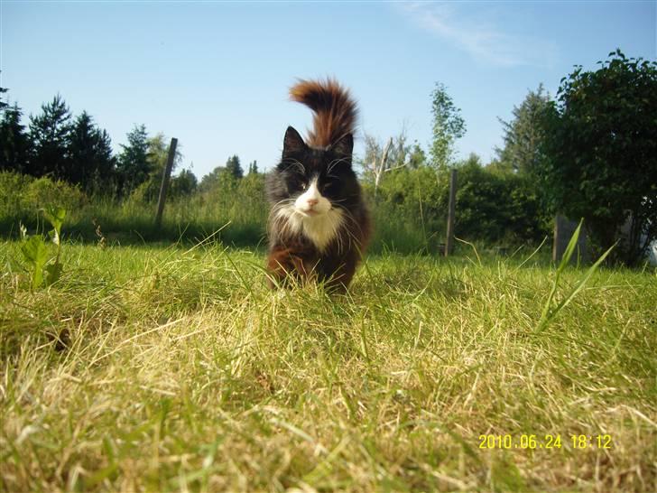 Norsk Skovkat Piple *Lille Brors Mis* billede 9